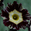 Primula Auricula Pinstripe - Abriachan Nurseries